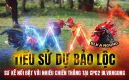 giao diện app bảo sting đá gà