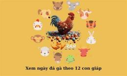 giao diện app bí kíp xem ngày đá gà của sắt