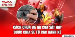 giao diện app cách chọn gà đá cựa sắt hay