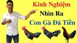 giao diện app cách chọn gà đá cựa sắt