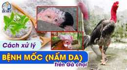 giao diện app cách chữa gà chọi bị khô da