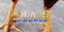giao diện app cách coi vảy gà đá