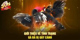 giao diện app cách nuôi gà đá bị gãy cánh