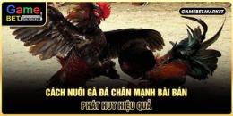 giao diện app cách nuôi gà đá chân mạnh