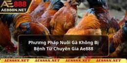 giao diện app cách nuôi gà đá không bị bệnh