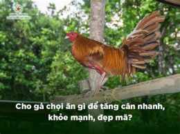 giao diện app cách nuôi gà đá tăng cân nhanh