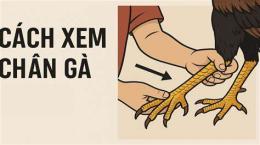 giao diện app cách xem chân gà đá