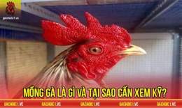 giao diện app cách xem mồng gà đá