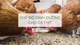 giao diện app chế độ nuôi gà đá