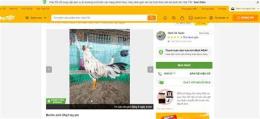 giao diện app chợ tốt, gà đá long an