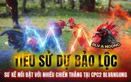 giao diện app clip đá gà bảo sting