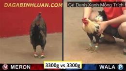 giao diện app clip gà xanh trích đá thomo