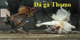 giao diện app coi da ga thomo