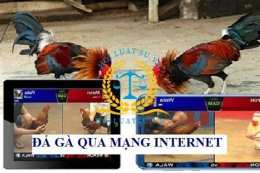 giao diện app coi đá gà trên mạng