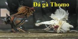 giao diện app coi gà đá thomo