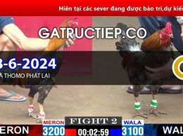 giao diện app congaden đá gà trực tiếp thomo cpc3 cpc4 cpc5