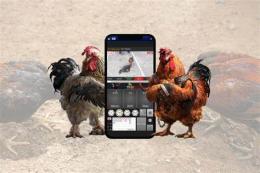 giao diện app đá gà 15 tháng 7