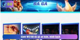 giao diện app đá gà 168 tv