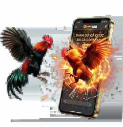 giao diện app đá gà 188