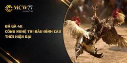 giao diện app đá gà 4k .com