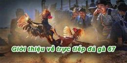 giao diện app đá gà 67 phát trực tiếp