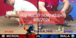 giao diện app đá gà 67 thomo trực tiếp
