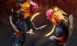 giao diện app đá gà bị bắt