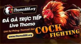 giao diện app đá gà bình luận thomo
