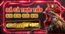 giao diện app đá gà c2 c3 trực tiếp