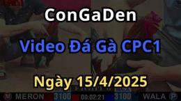 giao diện app đá gà c2 ngày 15