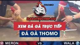 giao diện app da ga c3 truc tiep