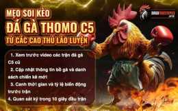 giao diện app đá gà c5 thomo