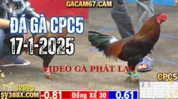giao diện app đá gà c67