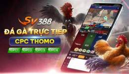 giao diện app đá gà casino c2
