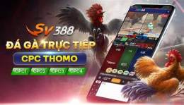 giao diện app đá gà casino c4