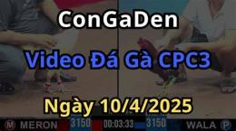 giao diện app đá gà cpc3 25/10