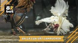 giao diện app da ga cua dao campuchia