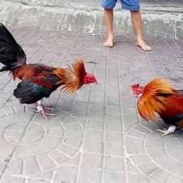 hình gà đá 3d