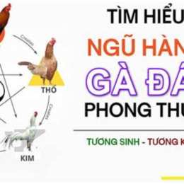 hôm nay đá gà gì tốt nhất