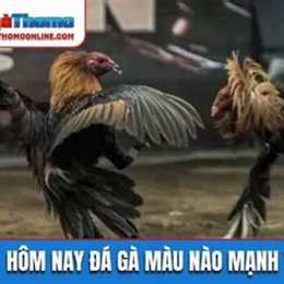 hôm nay gà đá màu nào mạnh