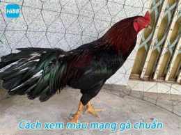 hướng dẫn sử dụng 80 màu mạng gà đá hôm nay
