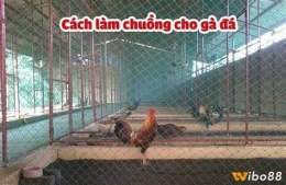 hướng dẫn sử dụng bán chuồng chạy cho gà đá