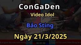 hướng dẫn sử dụng bảo sting đá gà hôm nay