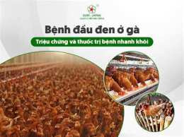 hướng dẫn sử dụng benh da ga
