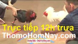 hướng dẫn sử dụng bình luận trực tiếp đá gà thomo hôm nay