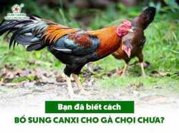 hướng dẫn sử dụng bổ sung canxi cho gà đá