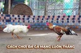 hướng dẫn sử dụng c4 đá gà