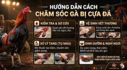 hướng dẫn sử dụng cách chăm sóc gà đá cựa sắt 7789bet.top