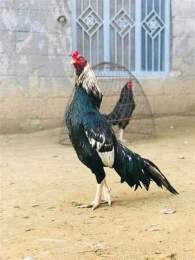 hướng dẫn sử dụng cách chọn gà đá cựa sắt hay