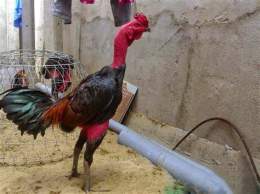 hướng dẫn sử dụng cách làm da gà chọi dày và đỏ